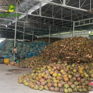 Thu mua trái dừa