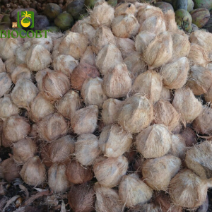 Cung cấp sỉ lẽ Dừa hột