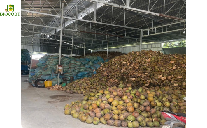Thu mua trái dừa